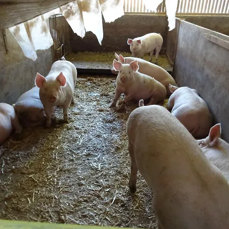 Inn Metzgerei Massem