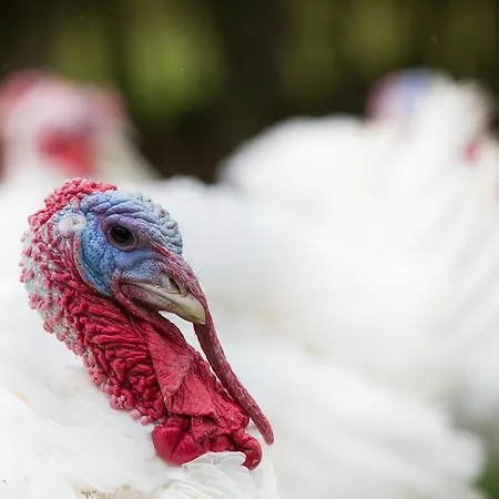 Metzgerei Massem Inn *