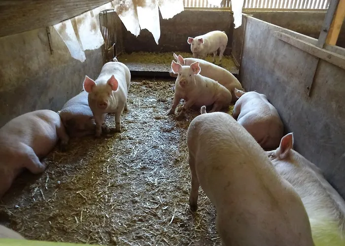 Zajazd Metzgerei Massem