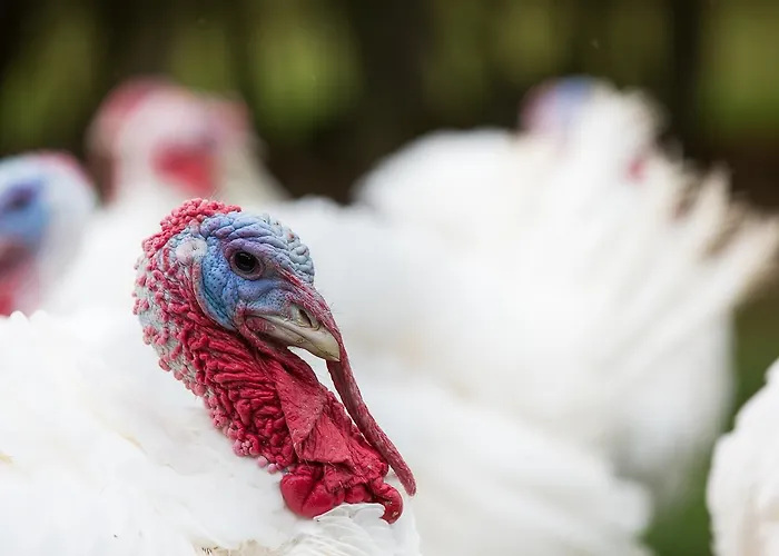 Metzgerei Massem Zajazd *